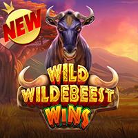 Wild Wildebeest Wins RTP Pragmatic Play Demo